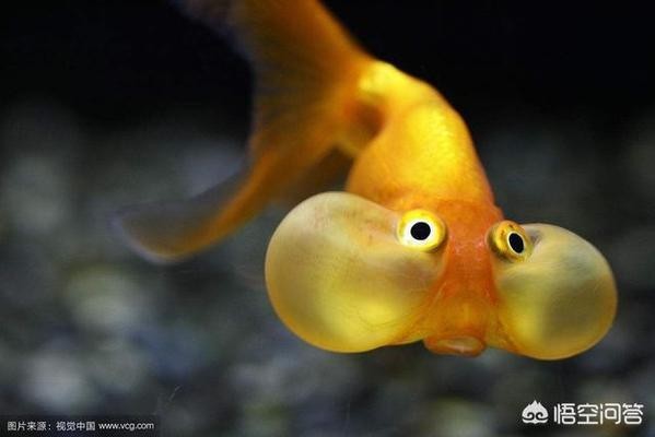 靜海哪有修魚缸的師傅啊