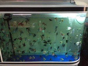 景德鎮(zhèn)水族館vs祥龍魚場（探討景德鎮(zhèn)水族館與祥龍魚場的區(qū)別之前需要明確兩者的基本信息和特點）