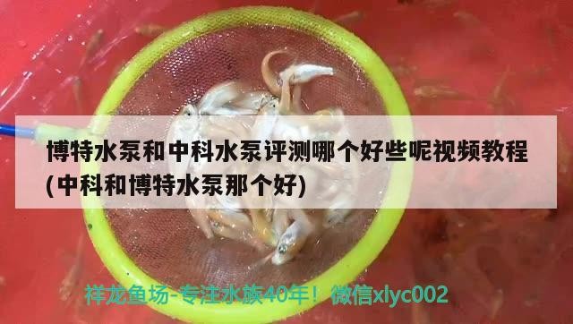 博特水泵和中科水泵評測哪個好些呢視頻教程(中科和博特水泵那個好)