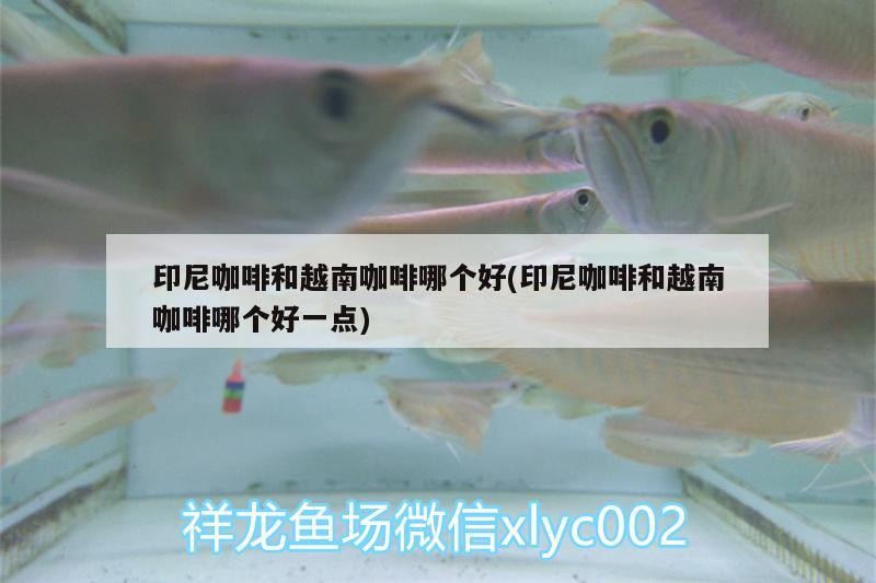 印尼咖啡和越南咖啡哪個好(印尼咖啡和越南咖啡哪個好一點)