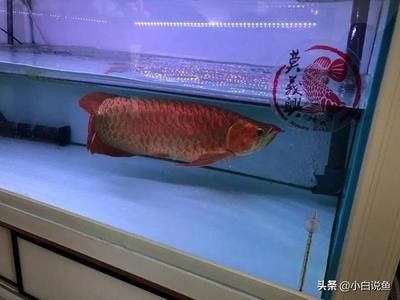 紅龍魚最小魚缸尺寸：紅龍魚最小魚缸尺寸為1500毫米，紅龍魚成長期換缸指南