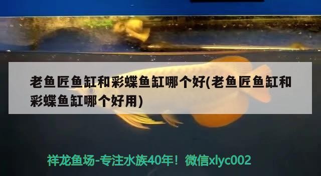 老魚匠魚缸和彩蝶魚缸哪個好(老魚匠魚缸和彩蝶魚缸哪個好用)