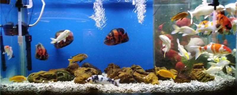 礦泉水桶diy魚缸制作（ 礦泉水桶改造魚缸過濾器）