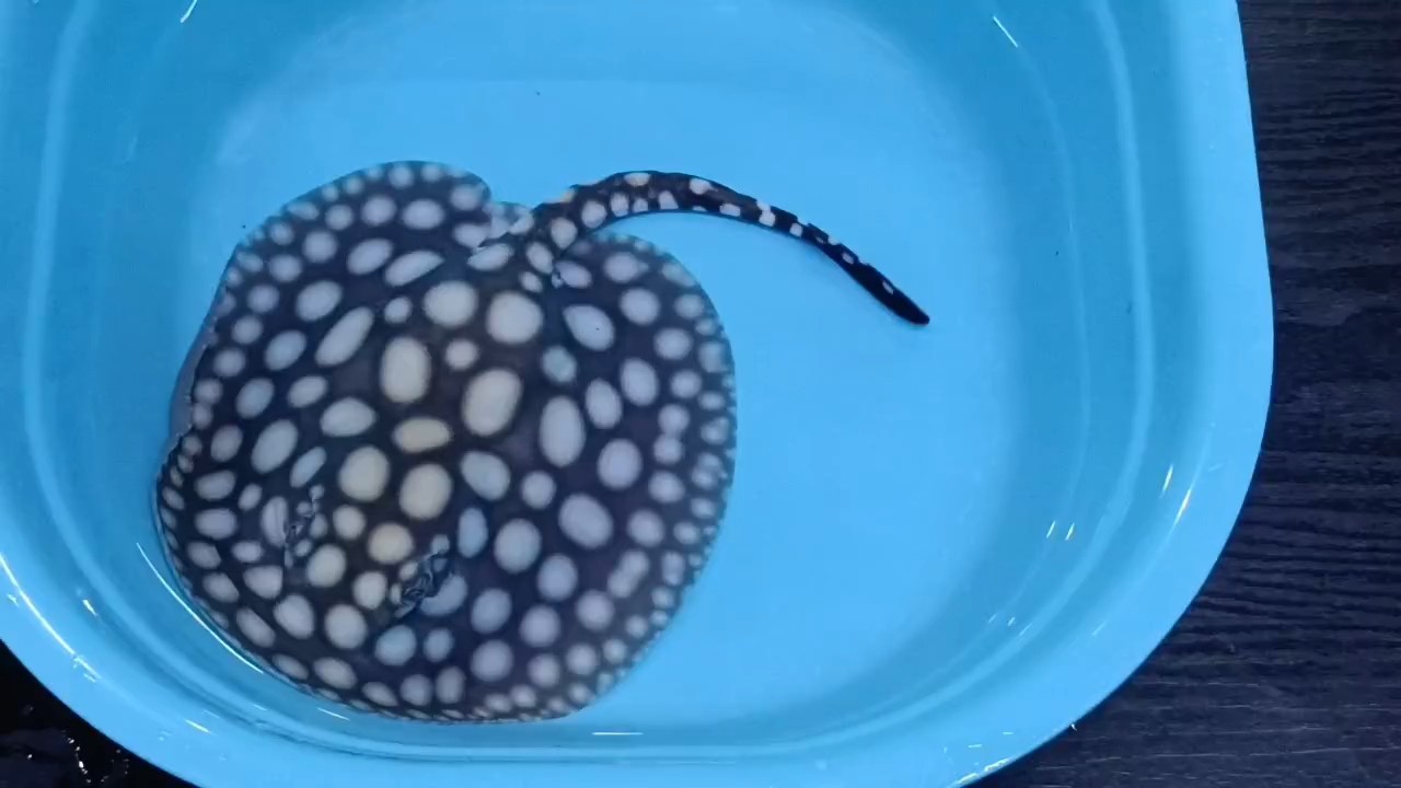 假期快樂