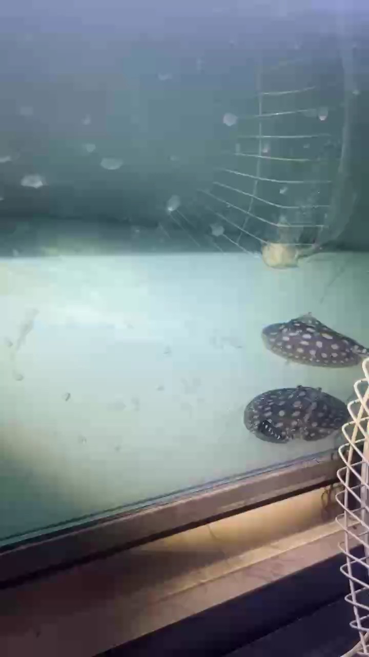 初生小魚開口啦