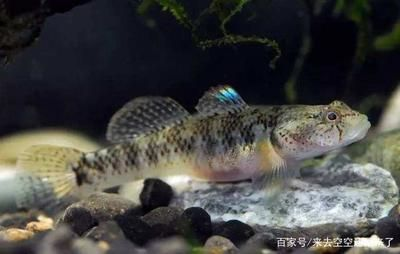 虎魚學(xué)名：虎魚學(xué)名及其對(duì)應(yīng)的學(xué)名