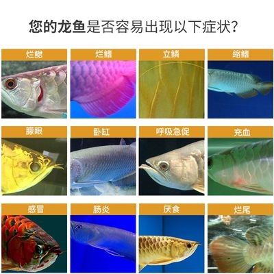 紅龍魚蒙眼是什么原因：紅龍魚蒙眼是什么原因導致的