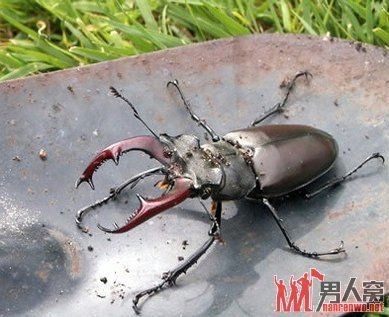 紅龍魚幼崽多少錢：紅龍魚幼崽價(jià)格波動(dòng)原因紅龍魚幼崽價(jià)格波動(dòng)原因