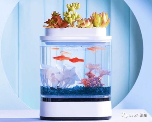 玻璃小魚缸廠家批發(fā)電話（玻璃小魚缸廠家批發(fā)電話號碼）