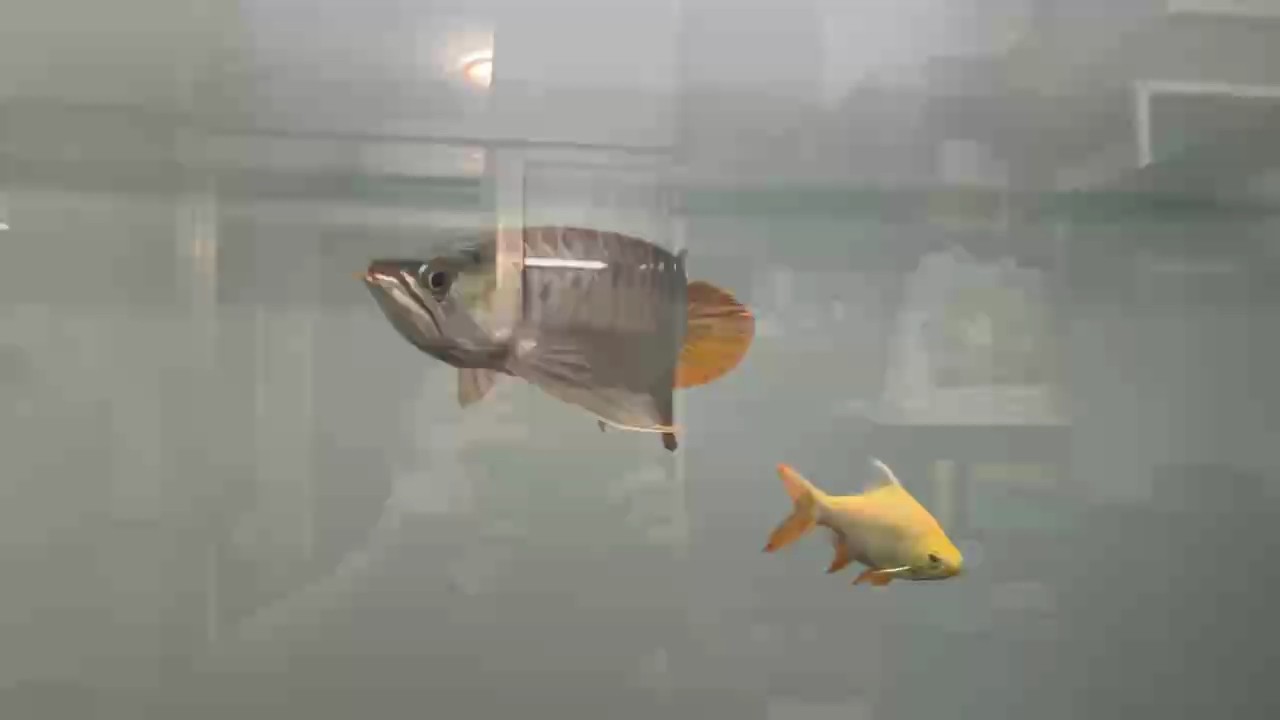 沒有燈下的彎刀仔鱗框明顯易見！