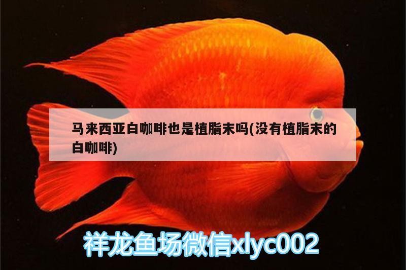 馬來西亞白咖啡也是植脂末嗎(沒有植脂末的白咖啡)