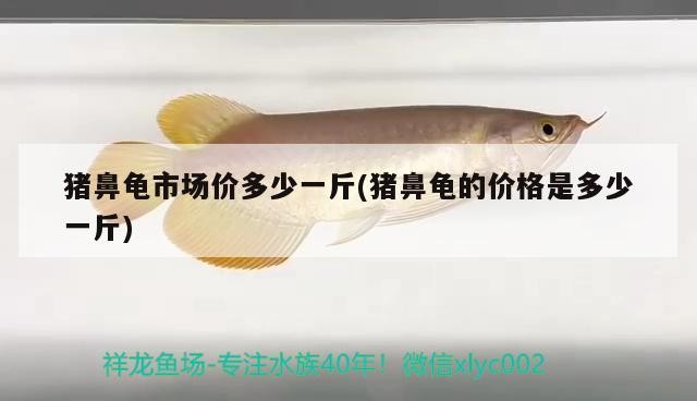 豬鼻龜市場價多少一斤(豬鼻龜的價格是多少一斤)