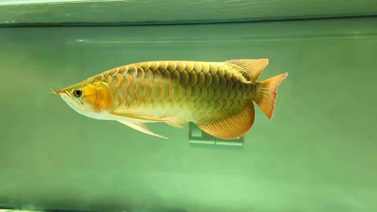 大疆還是可以的