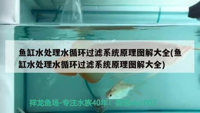龍魚干蝦有營養(yǎng)嗎 老魚匠的燈怎么樣(老魚匠的燈怎么樣好用嗎) 老魚匠 老魚匠的燈怎么樣(老魚匠的燈怎么樣好用嗎) 老魚匠的燈怎么樣(老魚匠的燈怎么樣好用嗎) 老魚匠