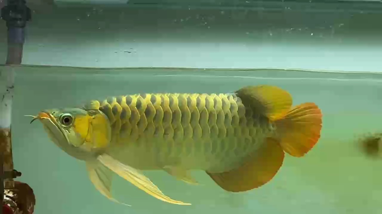 46公分