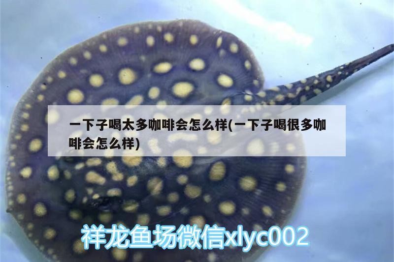 一下子喝太多咖啡會(huì)怎么樣(一下子喝很多咖啡會(huì)怎么樣)