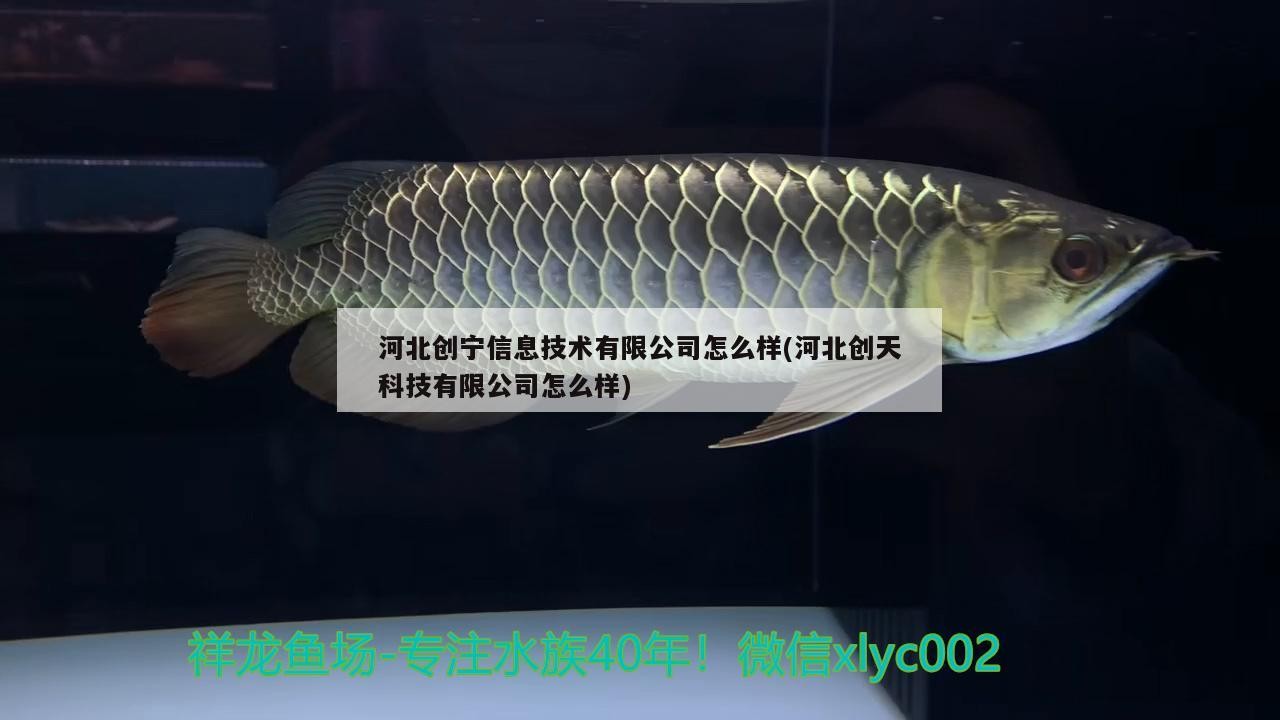 河北創寧信息技術有限公司怎么樣(河北創天科技有限公司怎么樣)