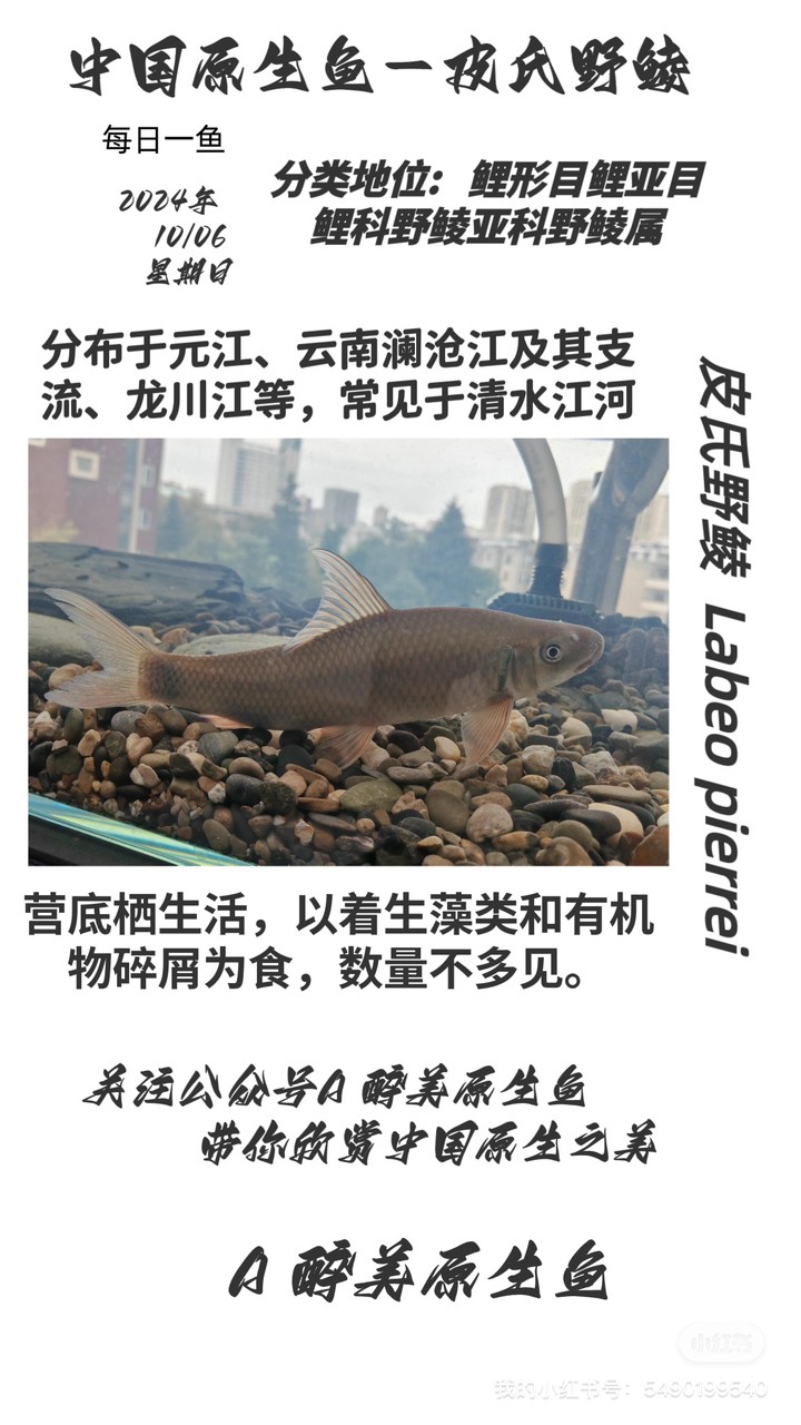 皮氏野鯪
