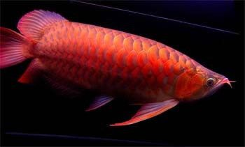 龍魚欺負(fù)虎魚怎么辦vs祥龍魚場：龍魚攻擊虎魚的原因及種類