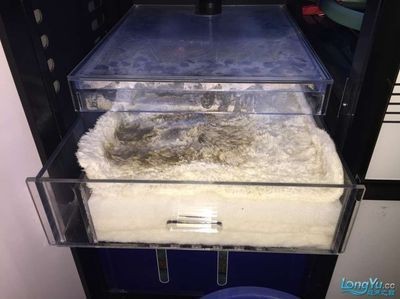 森森的底濾 滴流 怎么樣