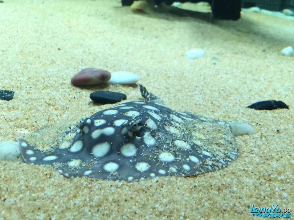 魟魚生產持續多久會死：關于魟魚生產（繁殖）的具體持續時間并沒有直接提及