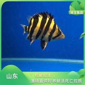 如何區(qū)分蘇門(mén)答臘虎魚(yú)和印尼虎魚(yú)的區(qū)別：蘇門(mén)答臘虎魚(yú)和印尼虎魚(yú)的區(qū)別