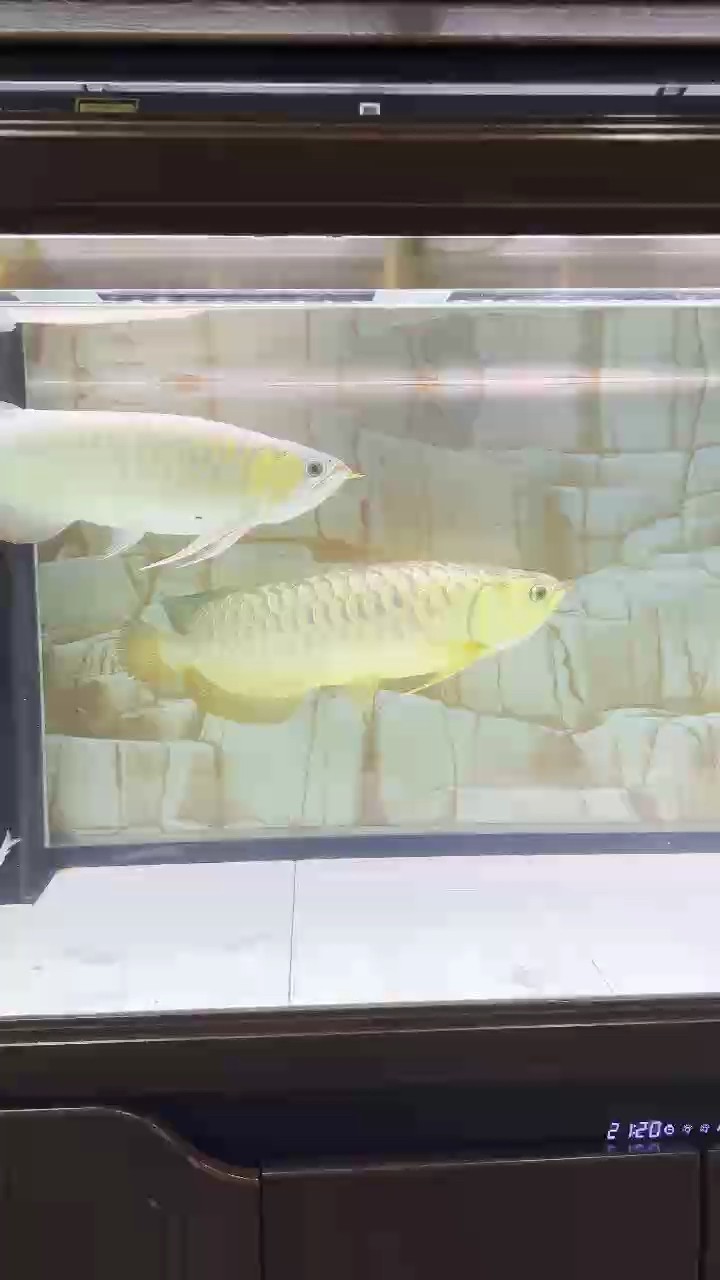 賞魚時光