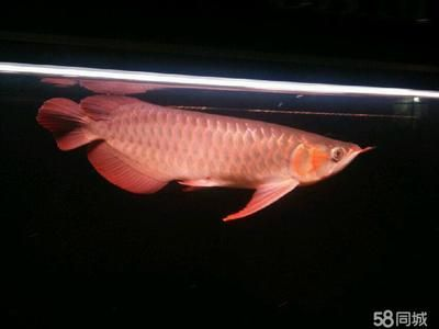 漳州龍魚vs祥龍魚場（探討漳州龍魚與祥龍魚場的差異之前，我們需要明確兩者所指的具體內容）