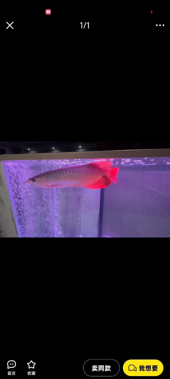 幫忙看看這是紅龍嗎