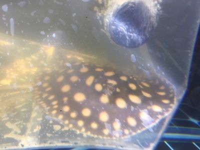 魟魚(yú)呼吸急促怎么辦：如何處理魟魚(yú)呼吸急促的問(wèn)題