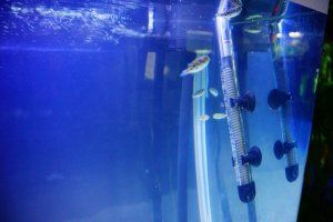 60的魚缸用幾瓦的加熱：60厘米的魚缸選擇多大的加熱棒主要取決于你的地理位置
