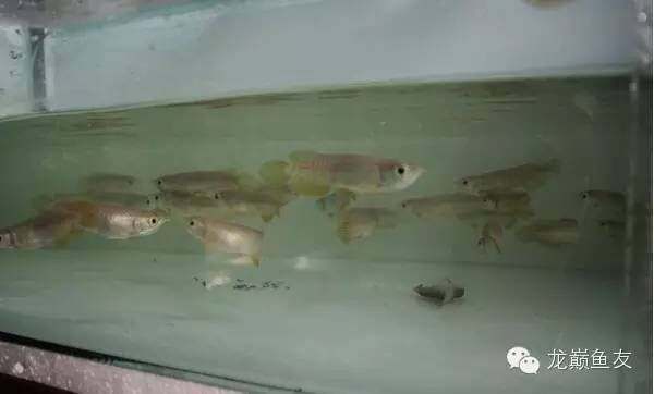 龍魚趴缸的原因分析怎么寫vs祥龍魚場：祥龍魚場的龍魚養護技巧