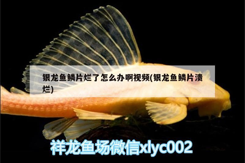 銀龍魚鱗片爛了怎么辦啊視頻(銀龍魚鱗片潰爛)
