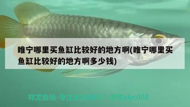 睢寧哪里買魚缸比較好的地方啊(睢寧哪里買魚缸比較好的地方啊多少錢)