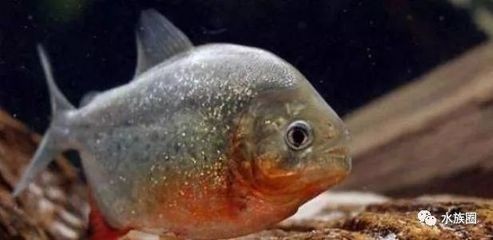 虎魚吃的少：虎魚吃食減少的原因