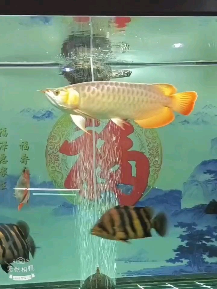 餓一餓不挑食