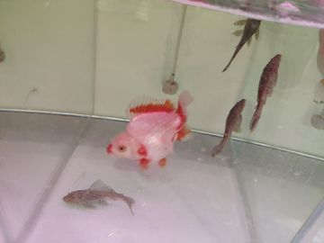 龍魚哪種便宜一些好養的魚呢