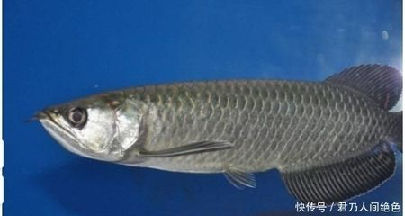 龍魚受傷后會被追著咬嗎為什么vs祥龍魚場：龍魚受傷后被攻擊的原因