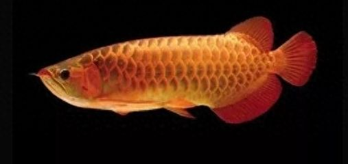 紅龍魚和金龍魚雜交：紅龍魚和金龍魚雜交實(shí)驗(yàn)