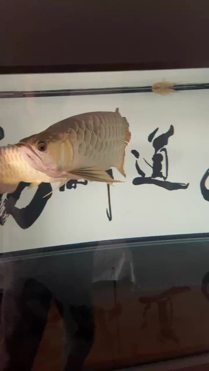 18個月