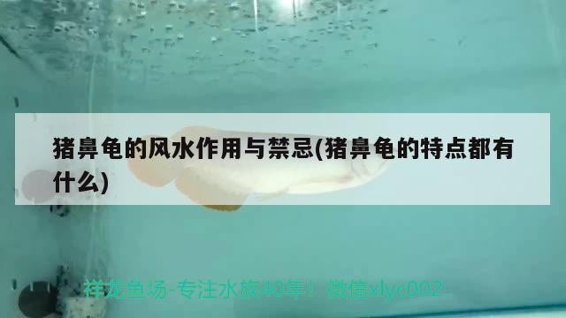 豬鼻龜?shù)娘L(fēng)水作用與禁忌(豬鼻龜?shù)奶攸c(diǎn)都有什么)