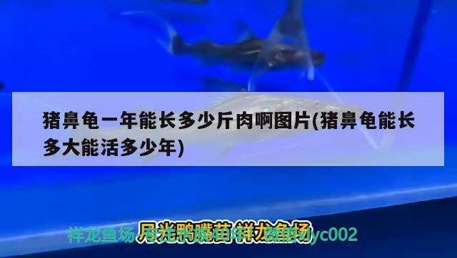 豬鼻龜一年能長多少斤肉啊圖片(豬鼻龜能長多大能活多少年)