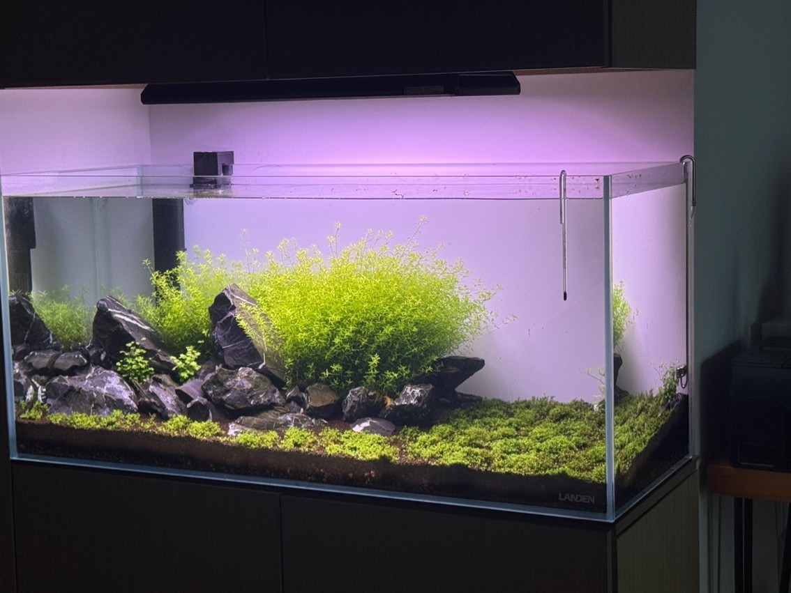 開缸6周第一次修剪
