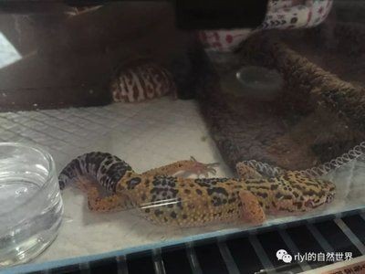 小虎魚眼睛發白怎么回事：小虎魚的眼睛發白怎么回事