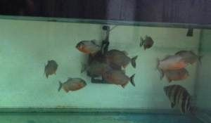 觀賞魚鑒賞家是誰（什么是“觀賞魚鑒賞家”）