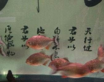 觀賞魚鑒賞家是誰（什么是“觀賞魚鑒賞家”）