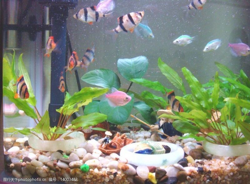 龍魚發色用什么燈好呢（龍魚發色用什么燈好呢圖片） 龍魚發色用什么燈好呢（龍魚發色用什么燈好呢圖片） 魚缸百科