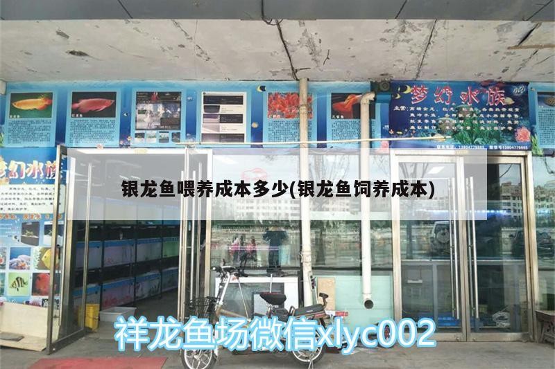 銀龍魚喂養(yǎng)成本多少(銀龍魚飼養(yǎng)成本)