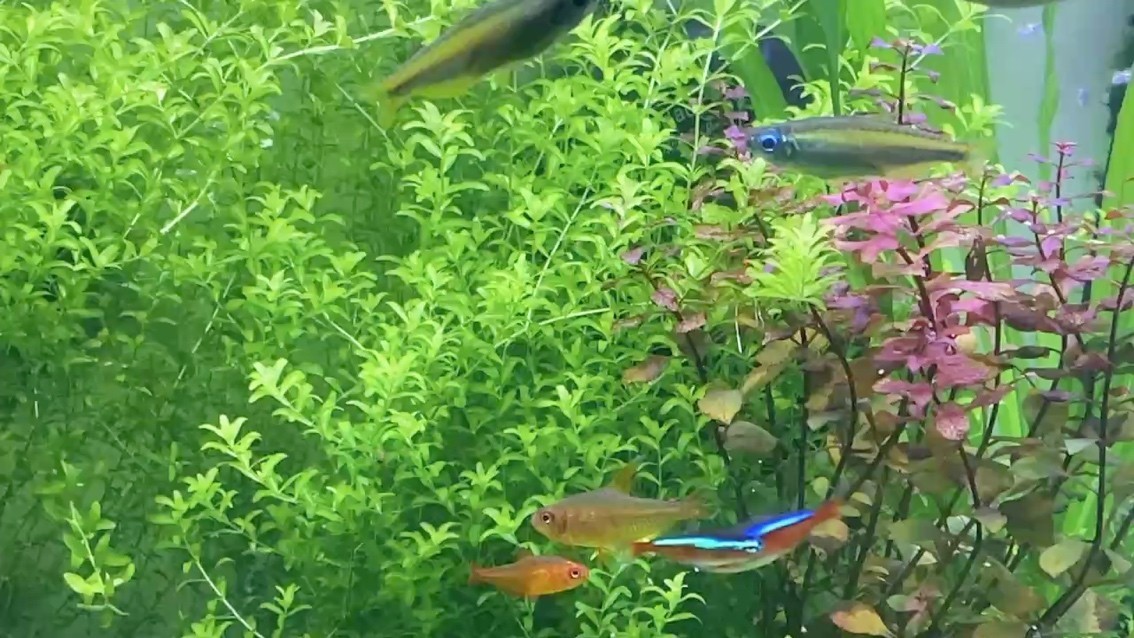 密密麻麻