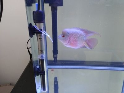 觀賞魚種類羅漢魚（關于羅漢魚的一些詳細信息）